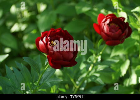 Paeonia Buckeye Belle. Rote Pfingstrose. Paeonia lactiflora (Chinesische Pfingstrose oder gemeinsamen Garten päonie). Zwei Blumen Stockfoto