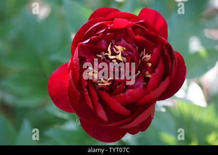 Paeonia Buckeye Belle. Rote Pfingstrose. Paeonia lactiflora (Chinesische Pfingstrose oder gemeinsamen Garten päonie). Eine Blume Stockfoto