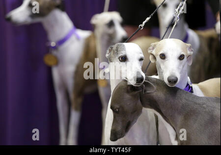 Whippets Ankommen auf der Bühne, wenn die Rasse feiert 125 Jahre seit ihrem ersten Wettkampf im Westminster Dog Show im Madison Square Garden in New York City am 26. September 2017. Whippets wurden zuerst im Westminster Kennel Club Dog Show 1893 als Mitglied der sportlichen Gruppe eingeführt. Die erste Westminster Show wurde am 8. Mai 1877 statt, der am längsten gehalten Sportveranstaltung in den Vereinigten Staaten hinter Nur das Kentucky Derby, die erstmals 1875 stattfand. Foto von John angelillo/UPI Stockfoto