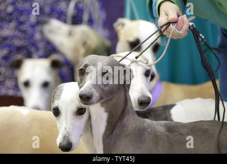 Whippets Ankommen auf der Bühne, wenn die Rasse feiert 125 Jahre seit ihrem ersten Wettkampf im Westminster Dog Show im Madison Square Garden in New York City am 26. September 2017. Whippets wurden zuerst im Westminster Kennel Club Dog Show 1893 als Mitglied der sportlichen Gruppe eingeführt. Die erste Westminster Show wurde am 8. Mai 1877 statt, der am längsten gehalten Sportveranstaltung in den Vereinigten Staaten hinter Nur das Kentucky Derby, die erstmals 1875 stattfand. Foto von John angelillo/UPI Stockfoto