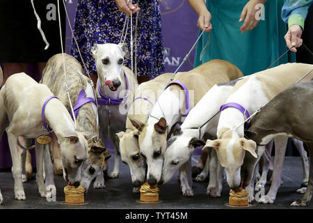 Whippets essen Erdnussbutter Muffins, wenn Sie auf die Bühne kommen, wenn die Rasse feiert 125 Jahre seit ihrem ersten Wettkampf im Westminster Dog Show im Madison Square Garden in New York City am 26. September 2017. Whippets wurden zuerst im Westminster Kennel Club Dog Show 1893 als Mitglied der sportlichen Gruppe eingeführt. Die erste Westminster Show wurde am 8. Mai 1877 statt, der am längsten gehalten Sportveranstaltung in den Vereinigten Staaten hinter Nur das Kentucky Derby, die erstmals 1875 stattfand. Foto von John angelillo/UPI Stockfoto