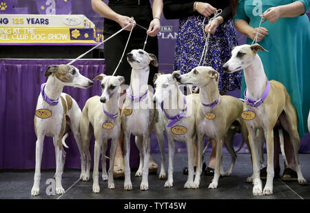 Whippets Ankommen auf der Bühne, wenn die Rasse feiert 125 Jahre seit ihrem ersten Wettkampf im Westminster Dog Show im Madison Square Garden in New York City am 26. September 2017. Whippets wurden zuerst im Westminster Kennel Club Dog Show 1893 als Mitglied der sportlichen Gruppe eingeführt. Die erste Westminster Show wurde am 8. Mai 1877 statt, der am längsten gehalten Sportveranstaltung in den Vereinigten Staaten hinter Nur das Kentucky Derby, die erstmals 1875 stattfand. Foto von John angelillo/UPI Stockfoto