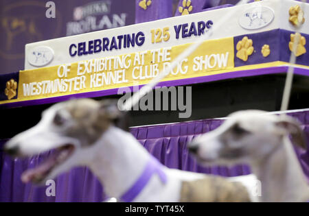 Whippets stehen unter einer Geburtstagstorte, wenn Sie auf die Bühne kommen, wenn die Rasse feiert 125 Jahre seit ihrem ersten Wettkampf im Westminster Dog Show im Madison Square Garden in New York City am 26. September 2017. Whippets wurden zuerst im Westminster Kennel Club Dog Show 1893 als Mitglied der sportlichen Gruppe eingeführt. Die erste Westminster Show wurde am 8. Mai 1877 statt, der am längsten gehalten Sportveranstaltung in den Vereinigten Staaten hinter Nur das Kentucky Derby, die erstmals 1875 stattfand. Foto von John angelillo/UPI Stockfoto