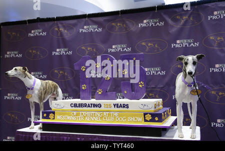 Zwei Whippets stand mit einem Geburtstagskuchen, wenn Sie auf die Bühne kommen, wenn die Rasse feiert 125 Jahre seit ihrem ersten Wettkampf im Westminster Dog Show im Madison Square Garden in New York City am 26. September 2017. Whippets wurden zuerst im Westminster Kennel Club Dog Show 1893 als Mitglied der sportlichen Gruppe eingeführt. Die erste Westminster Show wurde am 8. Mai 1877 statt, der am längsten gehalten Sportveranstaltung in den Vereinigten Staaten hinter Nur das Kentucky Derby, die erstmals 1875 stattfand. Foto von John angelillo/UPI Stockfoto