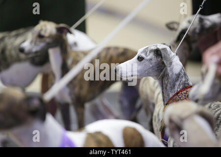 Whippets Ankommen auf der Bühne, wenn die Rasse feiert 125 Jahre seit ihrem ersten Wettkampf im Westminster Dog Show im Madison Square Garden in New York City am 26. September 2017. Whippets wurden zuerst im Westminster Kennel Club Dog Show 1893 als Mitglied der sportlichen Gruppe eingeführt. Die erste Westminster Show wurde am 8. Mai 1877 statt, der am längsten gehalten Sportveranstaltung in den Vereinigten Staaten hinter Nur das Kentucky Derby, die erstmals 1875 stattfand. Foto von John angelillo/UPI Stockfoto