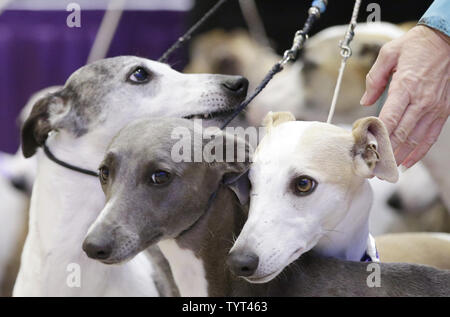 Whippets Ankommen auf der Bühne, wenn die Rasse feiert 125 Jahre seit ihrem ersten Wettkampf im Westminster Dog Show im Madison Square Garden in New York City am 26. September 2017. Whippets wurden zuerst im Westminster Kennel Club Dog Show 1893 als Mitglied der sportlichen Gruppe eingeführt. Die erste Westminster Show wurde am 8. Mai 1877 statt, der am längsten gehalten Sportveranstaltung in den Vereinigten Staaten hinter Nur das Kentucky Derby, die erstmals 1875 stattfand. Foto von John angelillo/UPI Stockfoto