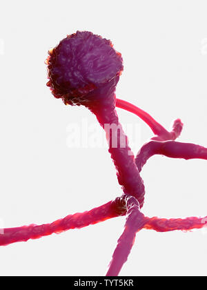 Gerenderten 3d-Abbildung der Form - mucor Stockfoto