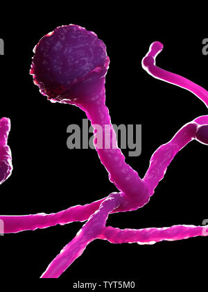 Gerenderten 3d-Abbildung der Form - mucor Stockfoto