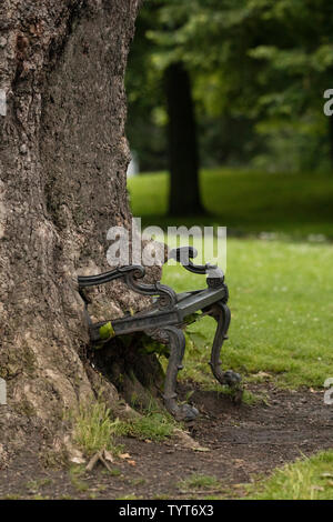 Die hungrigen Baum Bank am King's Inns Park in Dublin, Irland. Stockfoto