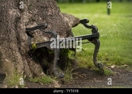 Die hungrigen Baum Bank am King's Inns Park in Dublin, Irland. Stockfoto