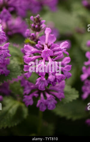 Big betony (Stachys macrantha), ein beständiger in den MINT-Familie Lamiaceae und beheimatet im Kaukasus. Stockfoto