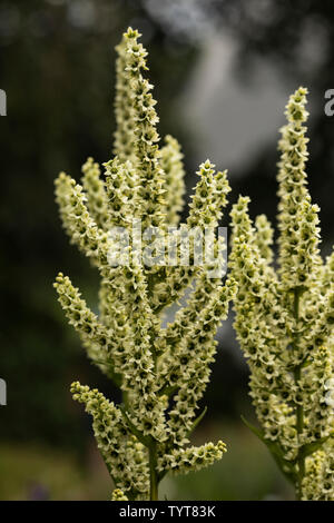 Weißer Germer (Veratrum album), auch bekannt als false Waldvöglein, eine giftige blühende Pflanze, die in Europa und Westasien. Stockfoto