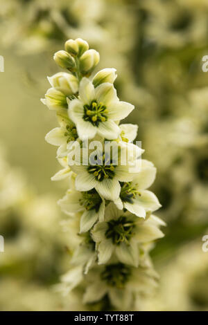 Weißer Germer (Veratrum album), auch bekannt als false Waldvöglein, eine giftige blühende Pflanze, die in Europa und Westasien. Stockfoto