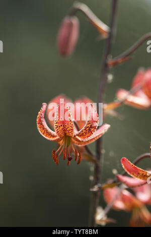 (Martagon Lilium martagon Lilie oder der Türke cap Lily), einem eurasischen Arten von Lily. Sie ist heimisch in Europa und Asien. Stockfoto