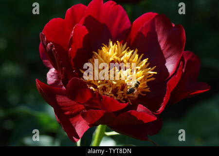 Paeonia Sable. Rote Pfingstrose. Paeonia lactiflora (Chinesische Pfingstrose oder gemeinsamen Garten päonie). Eine Blume Stockfoto