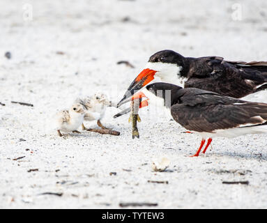 Baby schwarz Schaumlöffel Betteln Stockfoto