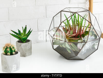 Florarium Vase mit Sukkulenten und Kakteen in Töpfen auf Rack. Stockfoto