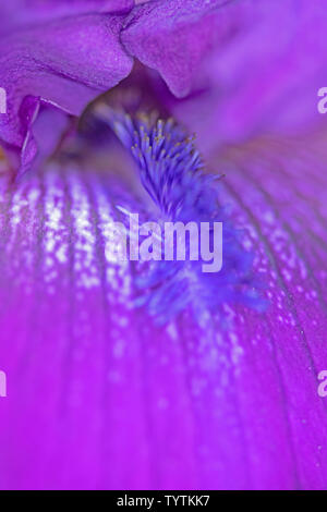 Extreme Makro Nahaufnahme von den bläulichen Staubblatt auf einem dunklen lila Iris blüht in meinem Garten Stockfoto