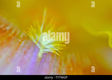 Extreme Makro Nahaufnahme des die gelben Staubgefäße auf lila und gelb Iris Blüte Stockfoto