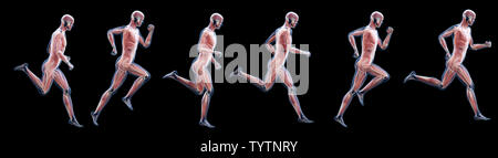 3D-gerenderte Abbildung eines laufenden mans Muskeln Stockfoto