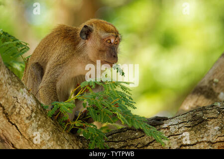 Long-tailed Macaque - Macaca fascicularis auch als Krabbe - Essen macaque bekannt, eine cercopithecine Primas in Südostasien, als der genannten Stockfoto