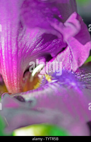 Extreme Makro Nahaufnahme von den bläulichen Staubblatt auf einem dunklen lila Iris blüht in meinem Garten Stockfoto