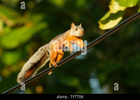 Bunte Eichhörnchen - Sciurus variegatoides ist Baum Eichhörnchen in der Gattung Sciurus (15 Unterarten) in Costa Rica, El Salvador, Guatemala, Ho gefunden Stockfoto