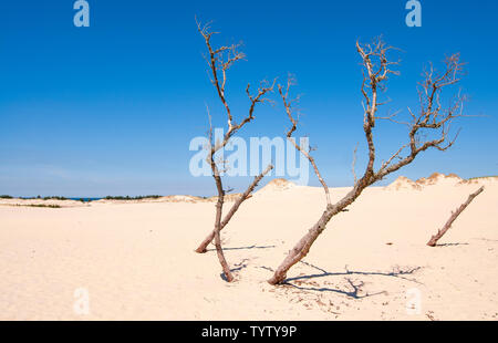 Toter Baum und die Dünen im Slowinski-nationalpark (Polnisch: Słowiński Park Narodowy), genannt Leba Wüste, Polen Stockfoto