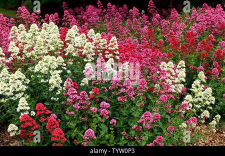 Centranthus ruber, rot, rosa, weiß Sorten Stockfoto