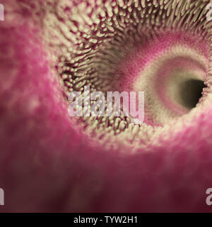 3D-gerenderte Medizinisch genaue Abbildung der Darmzotten Stockfoto