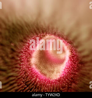 3D-gerenderte Medizinisch genaue Abbildung der Darmzotten Stockfoto