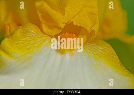 Gelb-weißen bärtigen Iris in meinem Garten in North Carolina Stockfoto