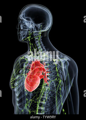 3d-medizinisch genaue Abbildung der oberen lymphatische System erzeugt Stockfoto