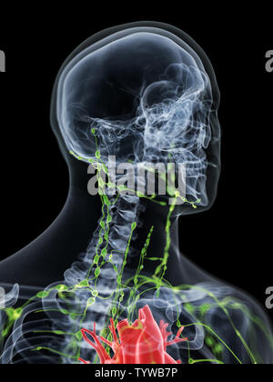 3D-gerenderte medizinisch genauen Abbildung des lymphatischen Systems des Halses Stockfoto