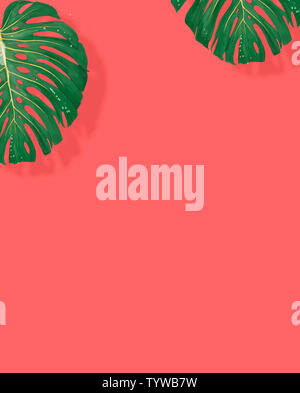 Tropische Blätter monstera, philodendron auf rosa Hintergrund Sommer Stockfoto