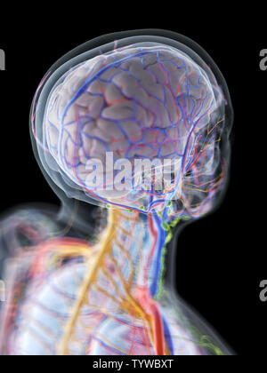3D-gerenderte Medizinisch genaue Abbildung der Anatomie des menschlichen Gehirns Stockfoto