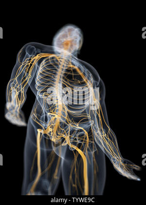3D-gerenderte medizinisch genauen Abbildung des Gehirns und des Nervensystems Stockfoto