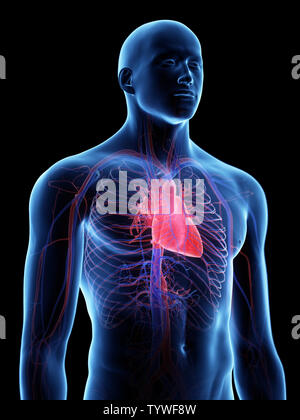 3D-gerenderte medizinisch genauen Abbildung des Stockfoto