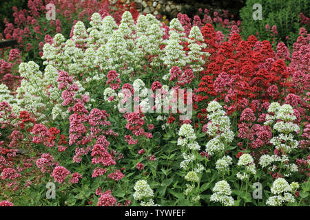 Centranthus ruber, rot, rosa, weiß Sorten Stockfoto