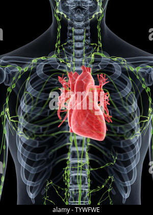 3D-gerenderte medizinisch genauen Abbildung des menschlichen Herzens Stockfoto
