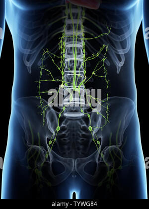 3d-medizinisch genaue Abbildung der Abdominal- lymphatische System erzeugt Stockfoto