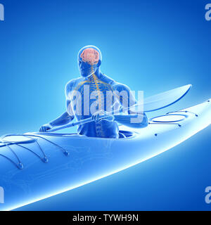 3D-gerenderte medizinisch genauen Abbildung des Stockfoto