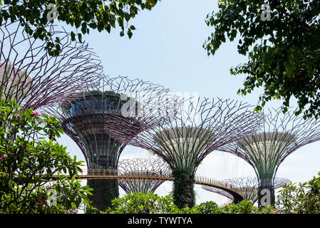 Oktober 02, 2018: Supertrees an Gärten durch die Bucht in Singapur. Singapur Stockfoto