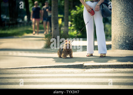 Eine Frau nimmt einen Spaziergang an der Leine eines langhaarigen Hund. Überquerung für Fußgänger, in einem unscharfen Hintergrund, Mann und Frau. Stockfoto