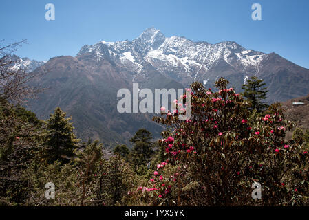 Mt Taboche und Rhododendron Blumen in Nepal Stockfoto