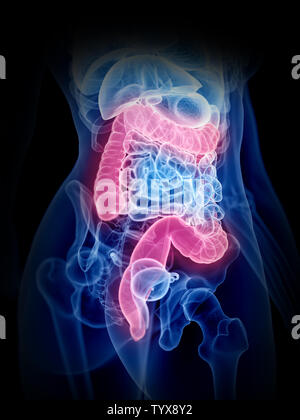 3D-gerenderte Medizinisch genaue Abbildung eines womans Dickdarm Stockfoto