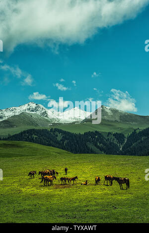 Juni Tag in Yili, Xinjiang Stockfoto