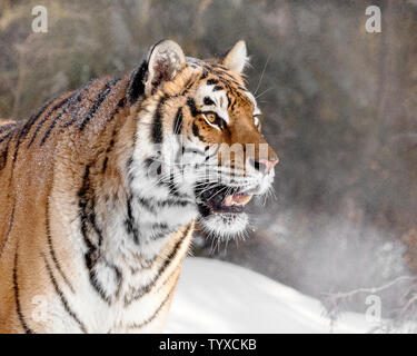 Der Tiger ist die größte der großen Katzen und kann bis 11 ft werden und bis zu 670 Pfund. Dies ist eine Sibirische ist der größte der großen Katzen. Stockfoto