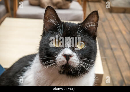 Nahaufnahme einer niedlichen innen an das Gesicht der Kuh Katze in Front Stockfoto