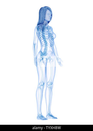 3D-gerenderte medizinisch exakte Darstellung des Skelettsystems Stockfoto